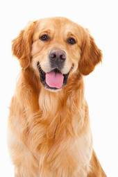 Obraz na płótnie ładny ssak pies labrador piękny