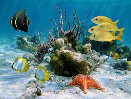 Fotoroleta kuba morze rafa karaiby