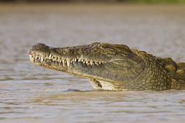 Naklejka gad republika południowej afryki krokodyl zęby poziomy