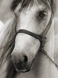Obraz na płótnie oko zwierzę koń sepia mglisty