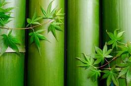 Plakat bambus roślina liść zielony