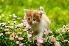 Plakat trawa kwiat zwierzę kot