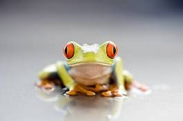 Fototapeta natura żaba ładny zwierzę