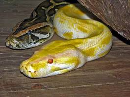 Obraz na płótnie oko wąż australia gad