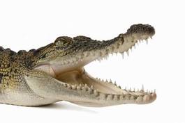 Naklejka woda dziki aligator gad usta