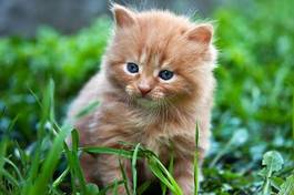 Fototapeta piękny rudy kociak