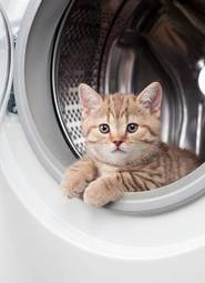 Plakat brytyjski kociak w pralce