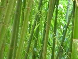 Naklejka bambus las azja drzewa