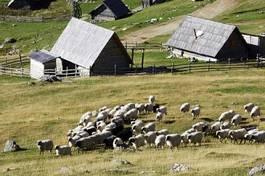Naklejka trawa owca pastwisko