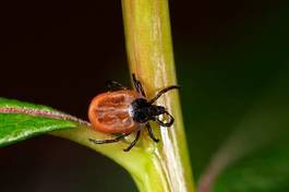 Naklejka bezdroża pająk zwierzę natura robactwo