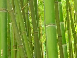Naklejka natura drzewa ogród tropikalny bambus