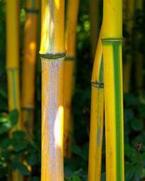 Naklejka roślina tropikalny bambus stajnia trawa