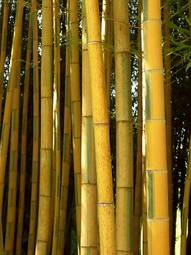 Naklejka bambus trawa roślina