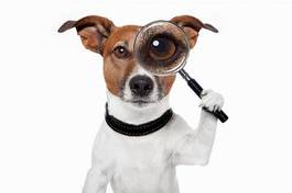 Fotoroleta oko zwierzę pies ładny