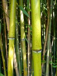 Naklejka słońce bambus lato dżungla las