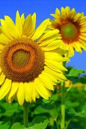 Naklejka niebo kwiat słońce pole rolnictwo