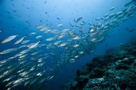 Fotoroleta morze woda natura zwierzę podwodne