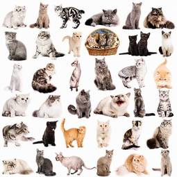 Plakat ilustracje z kotami