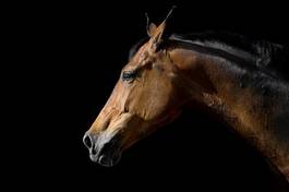 Obraz na płótnie portret koń grzywa piękny zwierzę