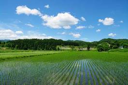 Plakat pole góra wieś japonia błękitne niebo