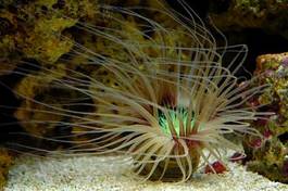 Naklejka morze podwodny podwodne owoce morza uprawianych
