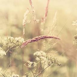 Plakat łąka trawa kwiat natura