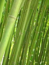 Fotoroleta tropikalny ogród bambus drzewa trawa