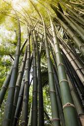 Naklejka spokojny japoński natura dżungla