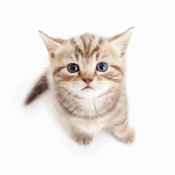 Plakat zdrowy ładny kot ssak kociak