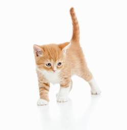 Plakat zwierzę zdrowy dzieci kociak ssak
