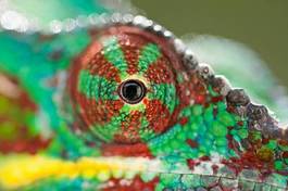 Naklejka gad natura kameleon kolor