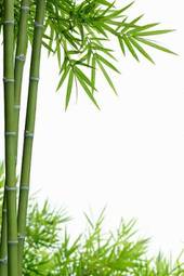 Naklejka zen bambus roślina drzewa