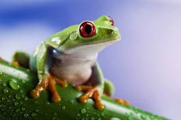 Obraz na płótnie błękitne niebo płaz żaba oko natura