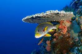 Fototapeta sport rafa tropikalny ryba podwodne