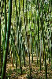 Naklejka japonia drzewa bambus zen