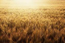 Naklejka krajobraz żyto pszenica słoma zboże