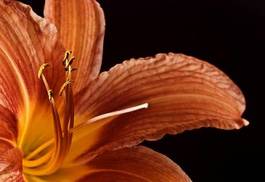 Fotoroleta kwiat płatek natura