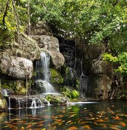 Fotoroleta wodospad zen krzew piękny ryba