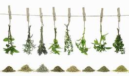 Naklejka roślina herbata medycyna zdrowie