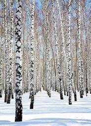 Naklejka śnieg natura drzewa roślina niebo