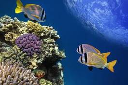 Plakat morze raj podwodne