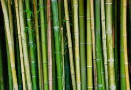 Naklejka bambus drzewa roślina stary