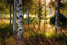 Plakat natura las brzoza lato pejzaż