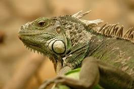 Fotoroleta dinozaur galapagos gad iguana ferrari dino