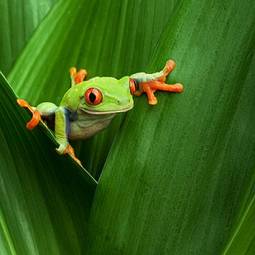 Naklejka piękny kostaryka żaba tropikalny płaz