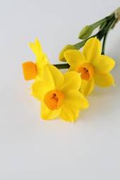 Obraz na płótnie ładny kwiat narcyz