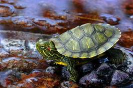 Obraz na płótnie gad żółw woda