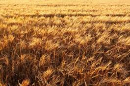 Naklejka mąka ziarno rolnictwo