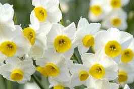Fototapeta roślina kwiat narcyz w górę biały