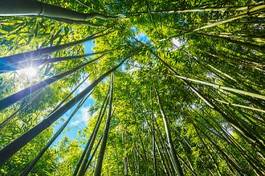 Plakat bambus zen spokojny drzewa